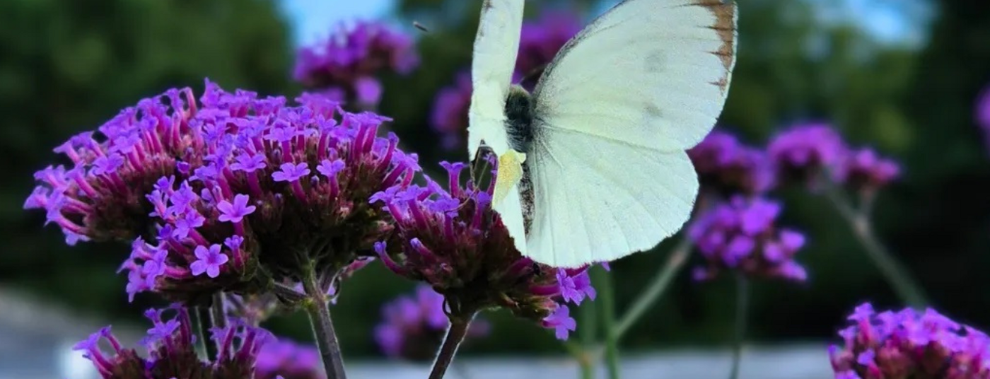 Welcome (Butterfly) Welcome