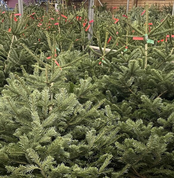 How to choose the perfect Christmas tree