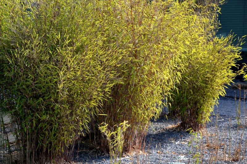 How to control and cut bamboo