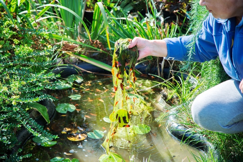 Take care of your pond in summer