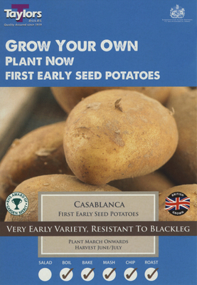 10 CASABLANCA SEED POTATOES