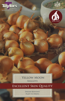 12 YELLOW MOON SHALLOTS