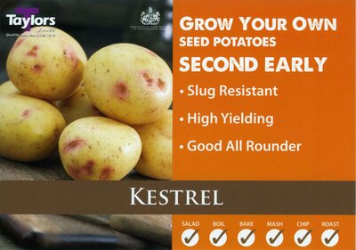 2KG SEED POTATO BAG - KESTREL