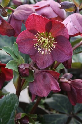 2L HELLEBORE 'ICE N ROSES RED'