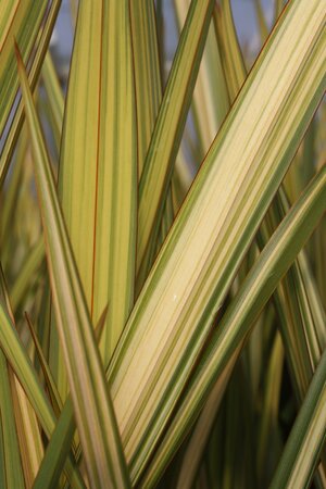 3L PHORMIUM 'APRICOT QUEEN'