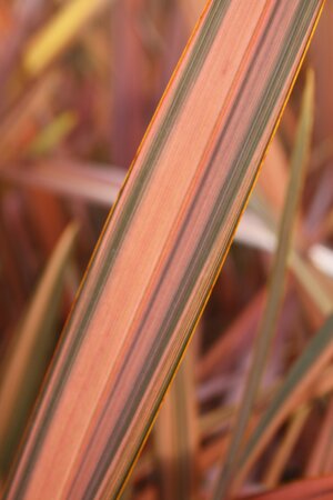 3L PHORMIUM 'FLAMINGO'