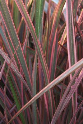 3L PHORMIUM 'JOKER'