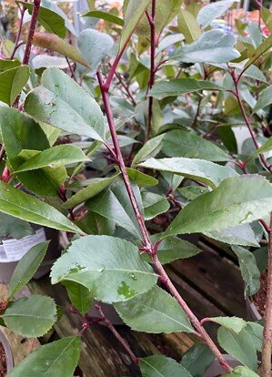 3L PHOTINIA 'RED ROBIN'