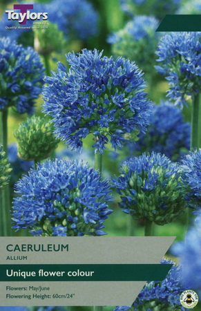 ALLIUM CAERULEUM