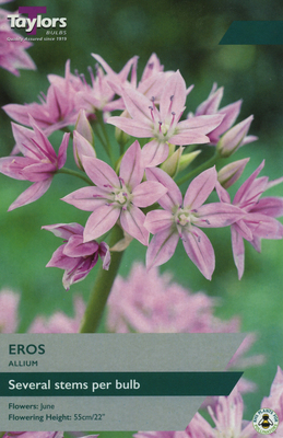 ALLIUM EROS