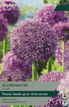 ALLIUM GLOBEMASTER