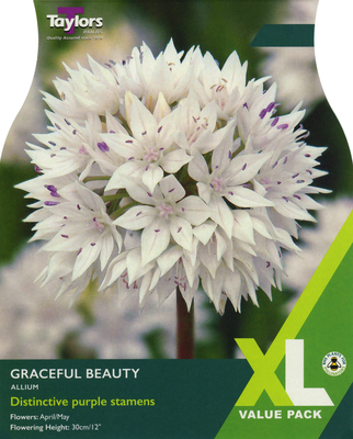 ALLIUM GRACEFUL BEAUTY