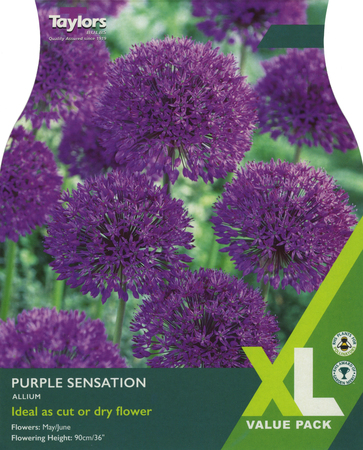 ALLIUM PURPLE SENSATION