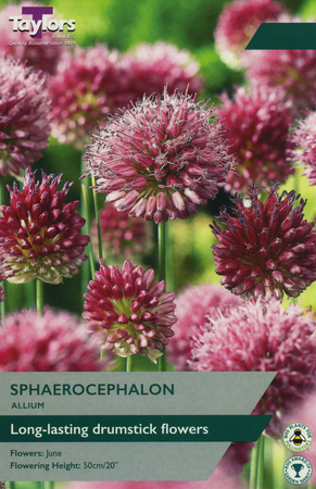 ALLIUM SPHAEROCEPHALON