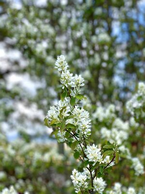 AMELANCHIER X GRANDIFLORA 'BALLERINA'