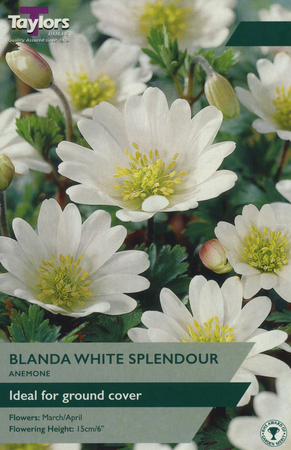 ANEMONE BLANDA WHITE