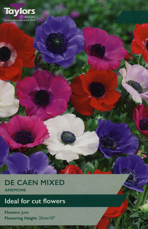 ANEMONE DE CAEN MIXED