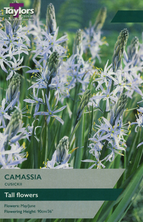 CAMASSIA CUSICKII