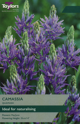 CAMASSIA QUAMASH