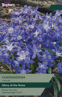 CHIONODOXA LUCILIAE