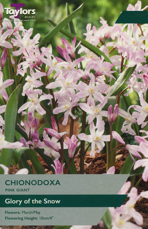 CHIONODOXA PINK GIANT