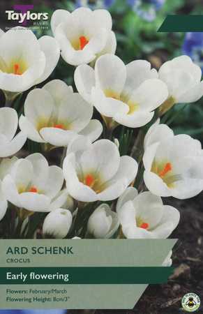 CROCUS ARD SCHENK