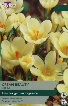 CROCUS CREAM BEAUTY