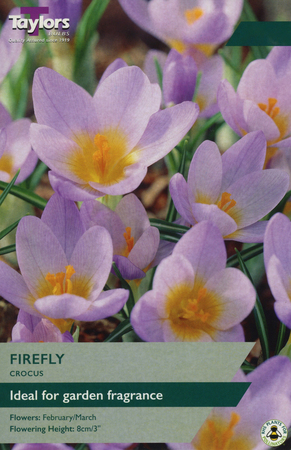 CROCUS FIREFLY