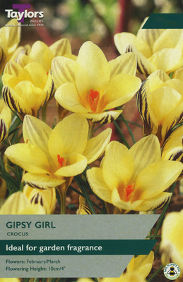 CROCUS GIPSY GIRL