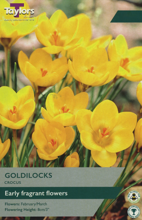 CROCUS GOLDILOCKS