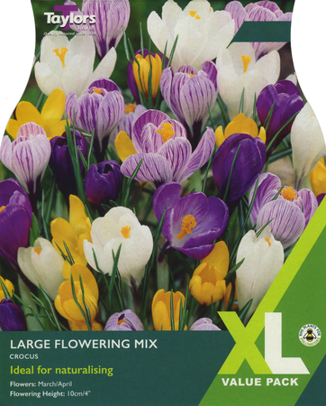 CROCUS LARGE FLOWERING MIXED