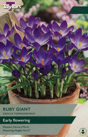 CROCUS RUBY GIANT