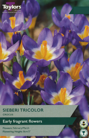 CROCUS SIEBERI TRICOLOR