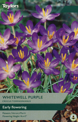 CROCUS WHITEWELL PURPLE