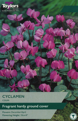 CYCLAMEN COUM