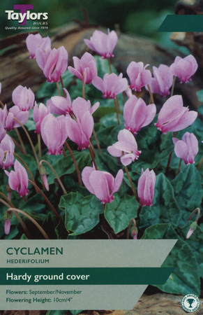 CYCLAMEN HEDERIFOLIUM