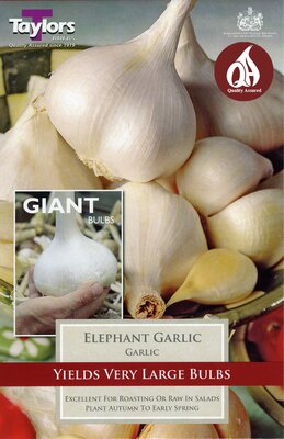 ELEPHANT GARLIC