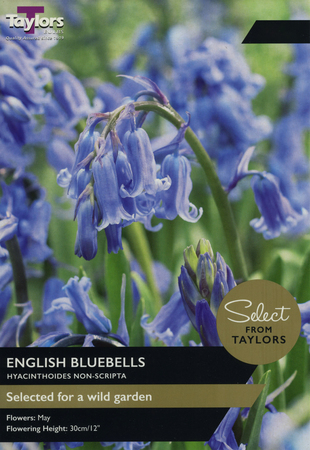 ENGLISH BLUEBELLS