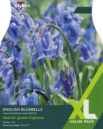 ENGLISH BLUEBELLS