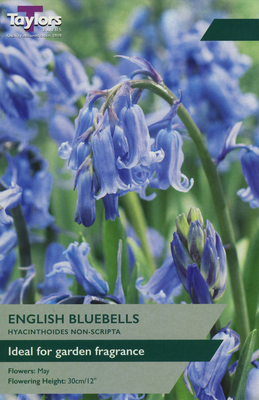 ENGLISH BLUEBELLS (HYACINTHOIDES NON-SCRIPTA)