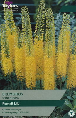 EREMURUS STENOPHYLLUS