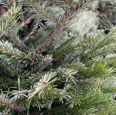 FRASER FIR: PREMIUM 150CM - 175CM