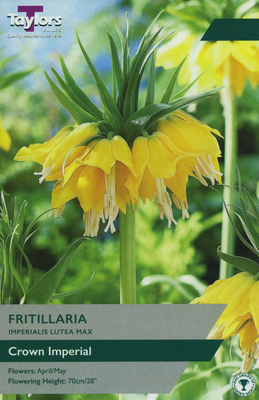 FRITILLARIA IMPERIALIS LUTEA MAX