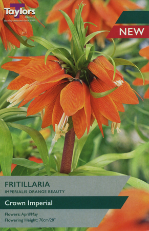 FRITILLARIA IMPERIALIS ORANGE BEAUTY