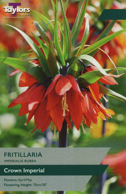 FRITILLARIA IMPERIALIS RUBRA