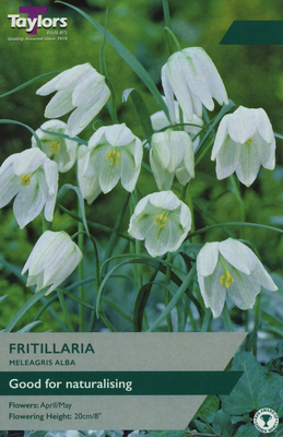 FRITILLARIA MELEAGRIS ALBA