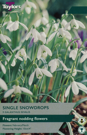 GALANTHUS NIVALIS (FIELD GROWN SINGLE)