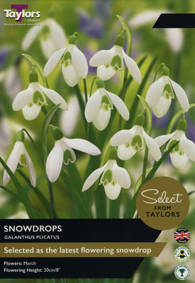 GALANTHUS PLICATUS