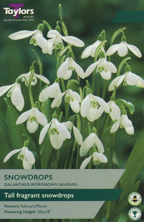 GALANTHUS WORONOWII