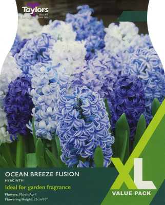 HYACINTH OCEAN BREEZE FUSION